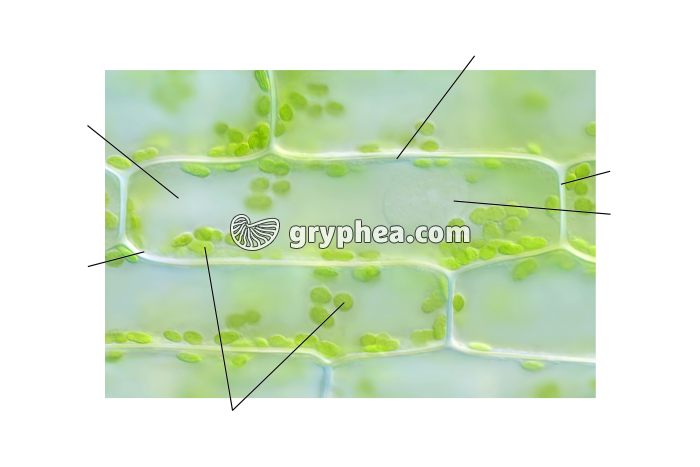 Cellule végétale d'Elodée - vue non légendée (Elodea canadensis) x100 - gryphea.org